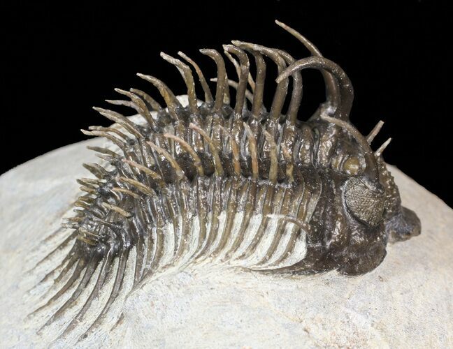 Spiny Comura Trilobite - Exceptional Specimen #62932